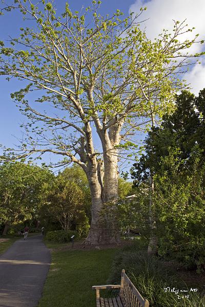 20080424_184414 D3 P.jpg - Fairchild Garden